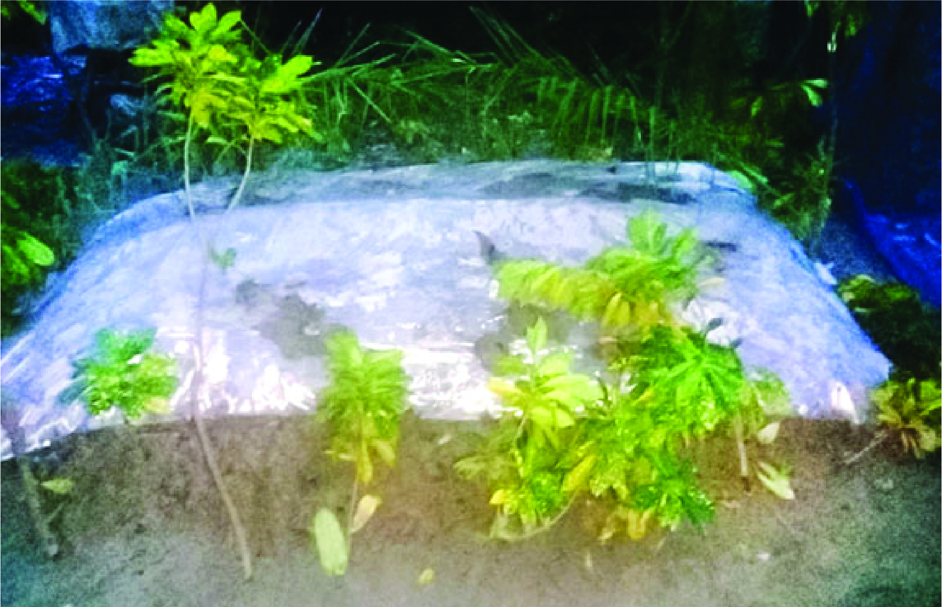 Image of মো: রিয়াজ